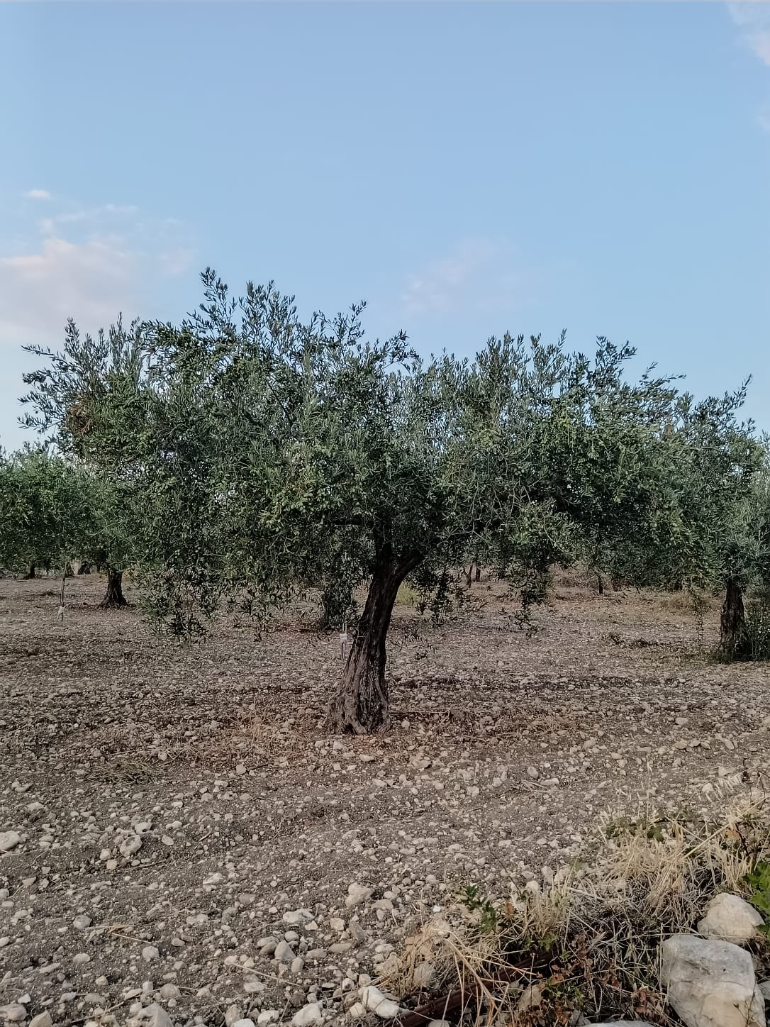 Latta di Olio extra vergine di oliva bio