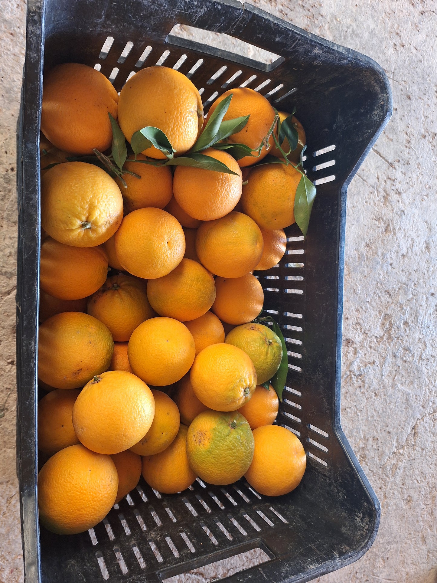 Arance Vaniglia biologiche