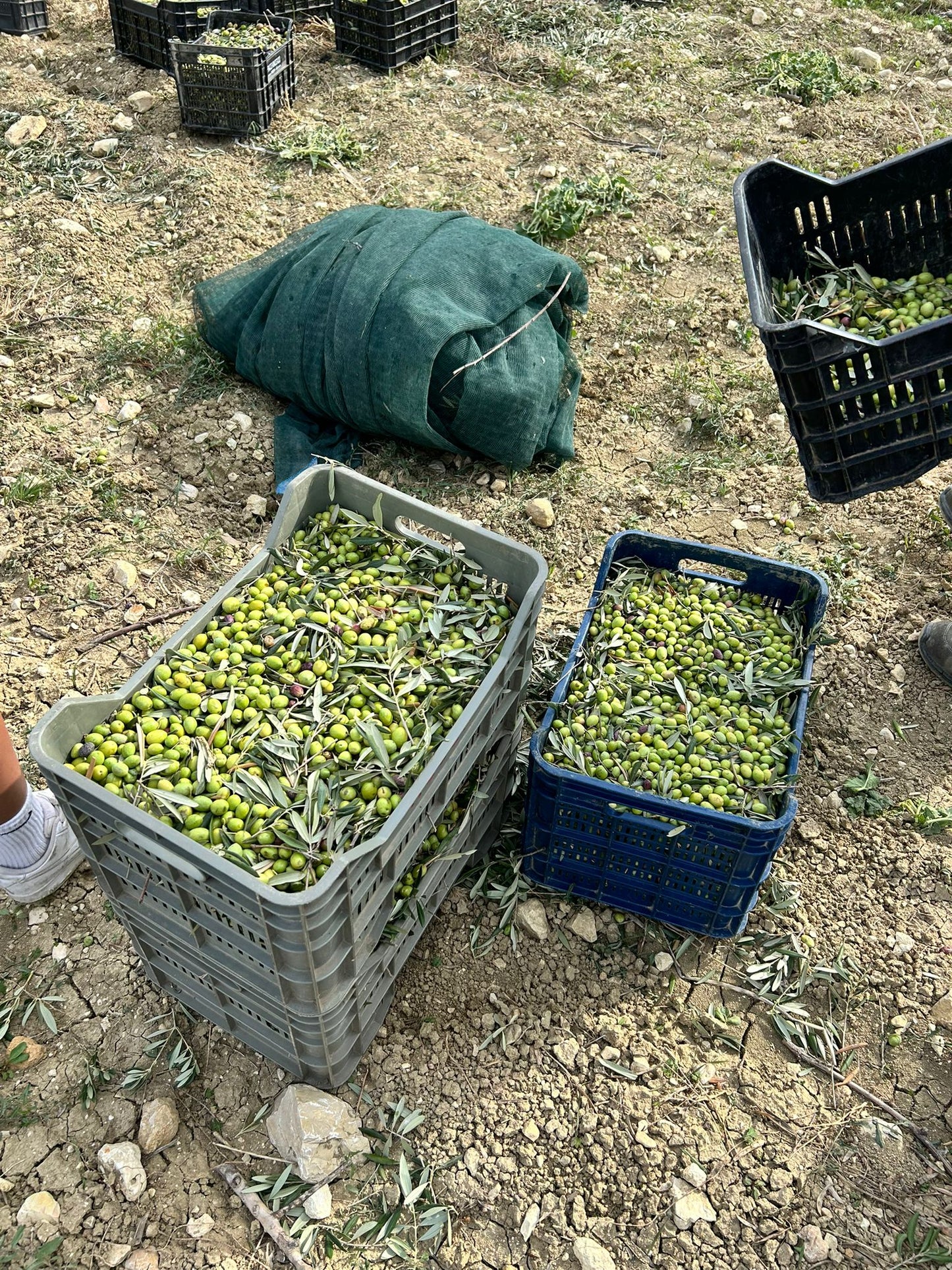 Latta di Olio extra vergine di oliva bio