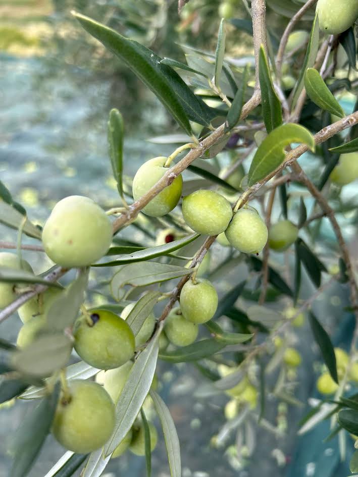 Latta di Olio extra vergine di oliva bio