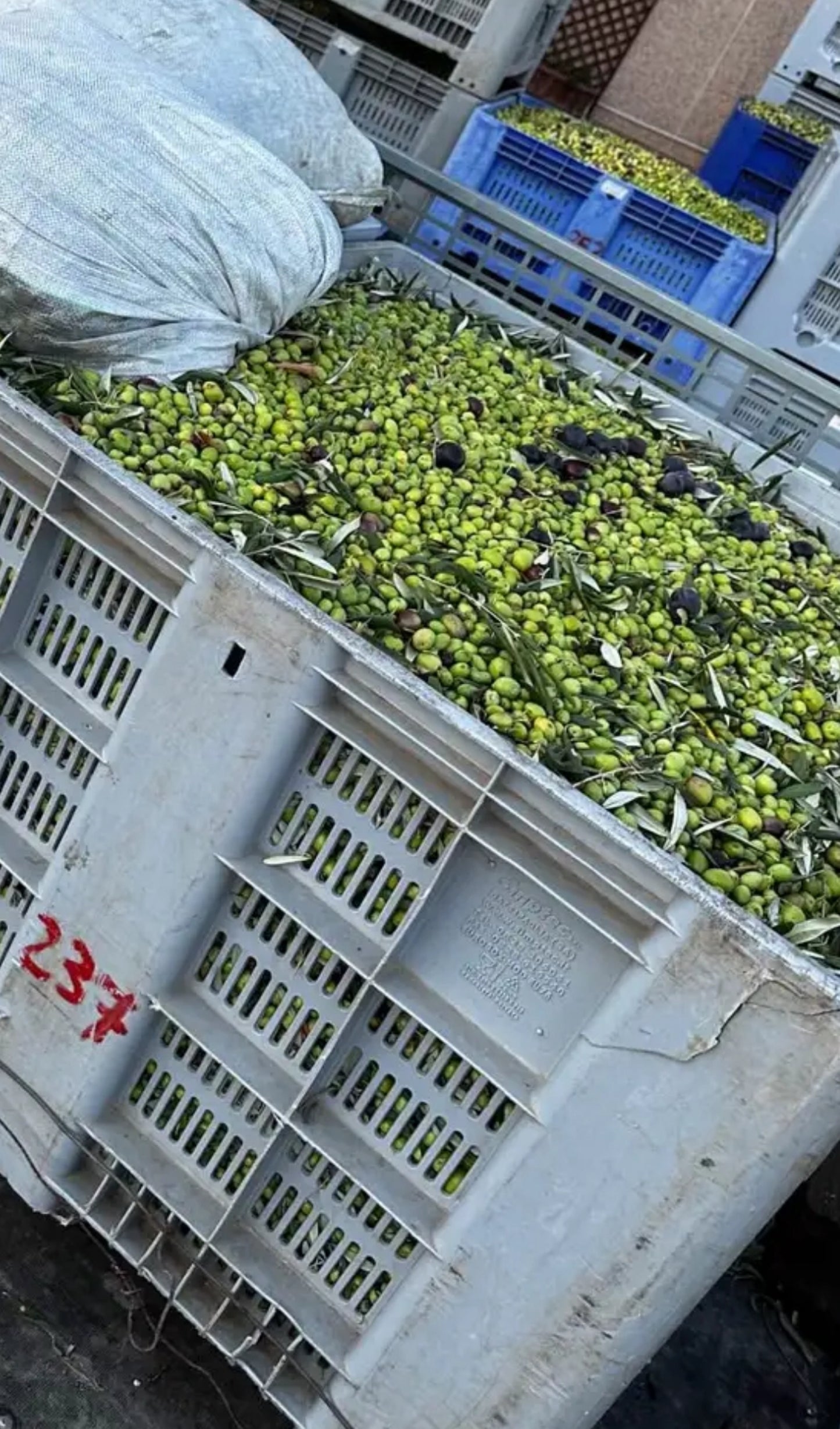 Bottiglia Olio extra vergine di oliva bio