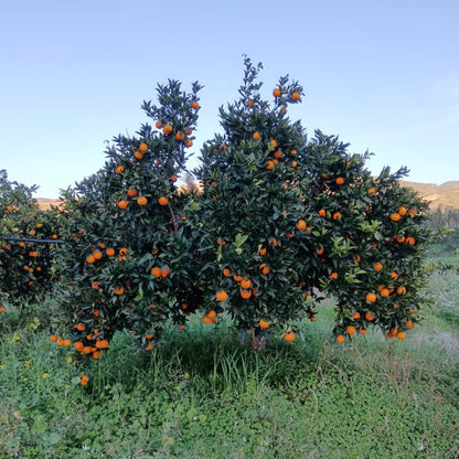 Arance Navel Biologiche