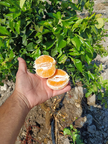 Arance Navel Biologiche