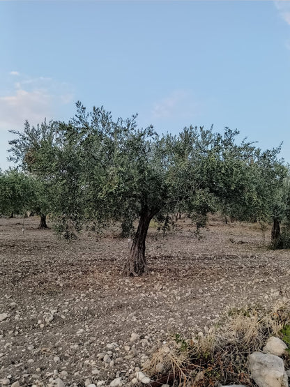 Latta di Olio extra vergine di oliva bio