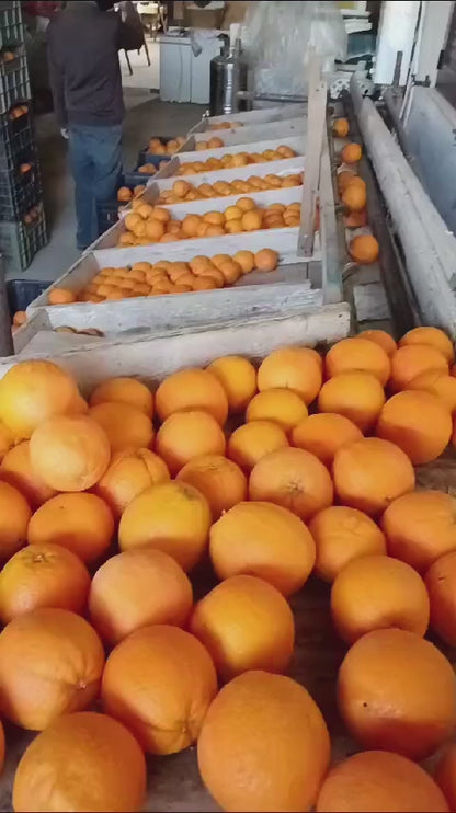 Arance Navel Biologiche