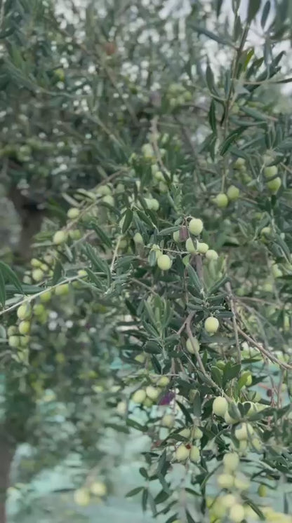 Latta di Olio extra vergine di oliva bio