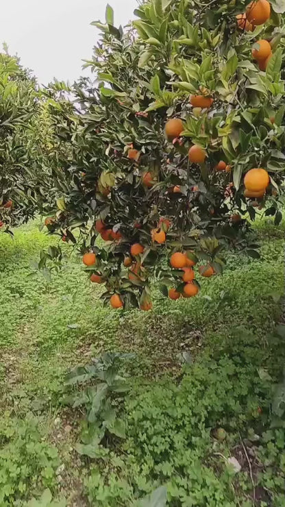 Arance Navel Biologiche