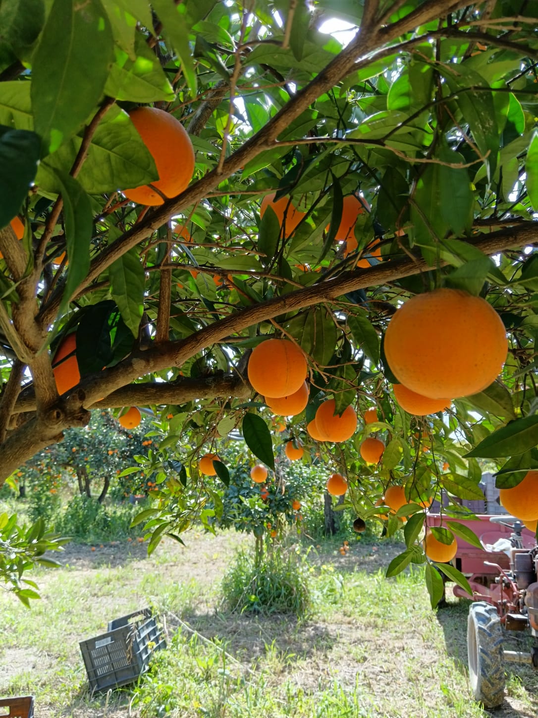 Arance Navel Biologiche