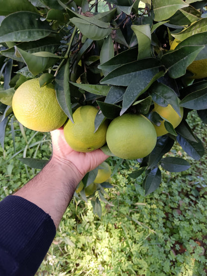 Arance Navel Biologiche