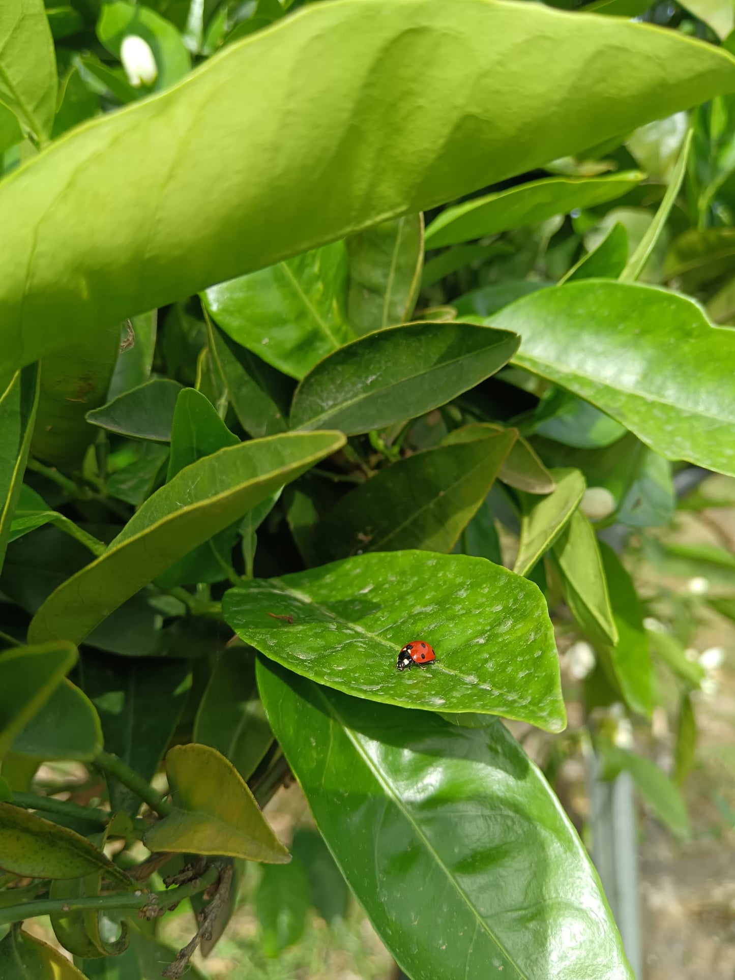 Arance Navel Biologiche