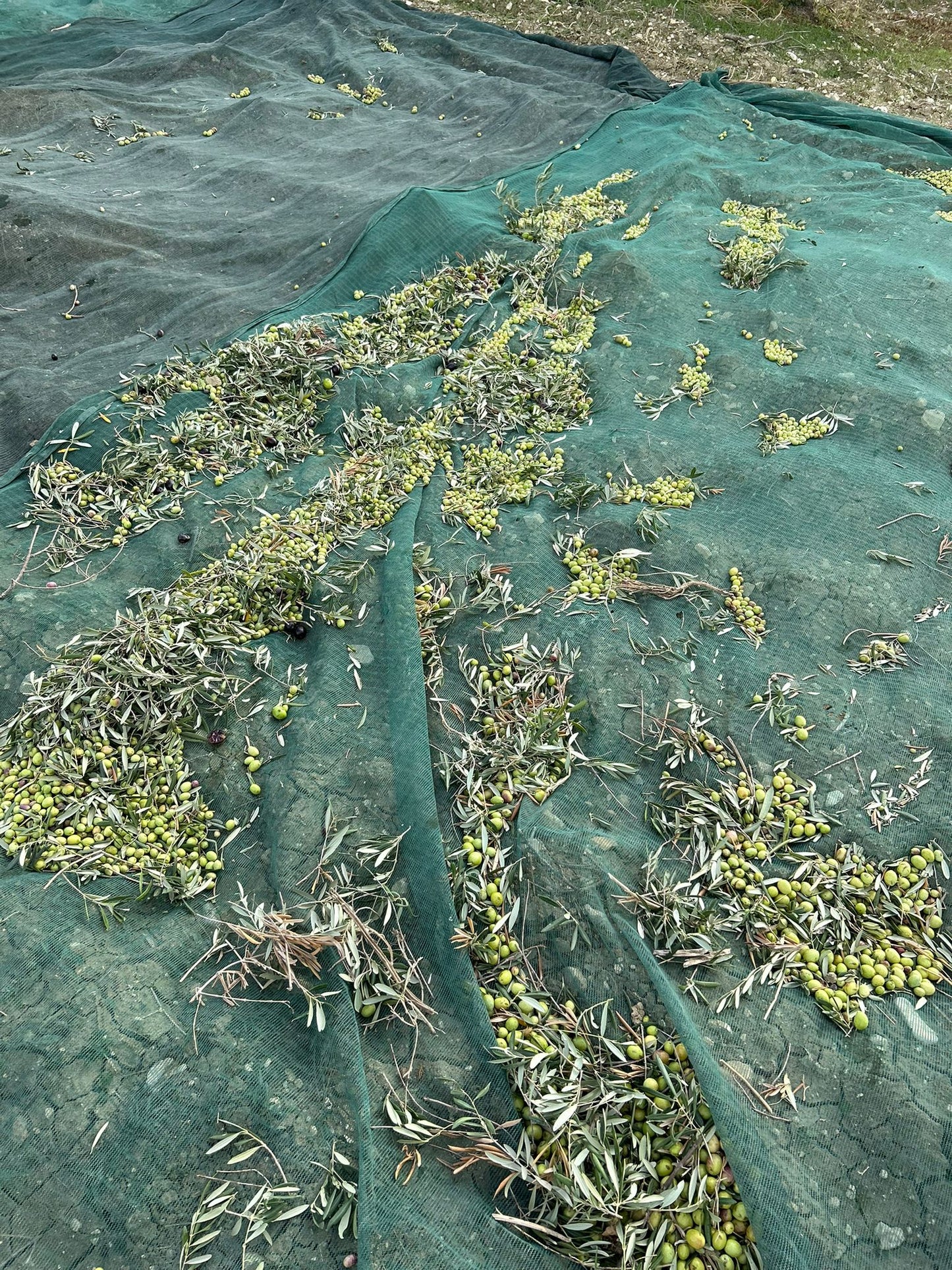 Bottiglia Olio extra vergine di oliva bio