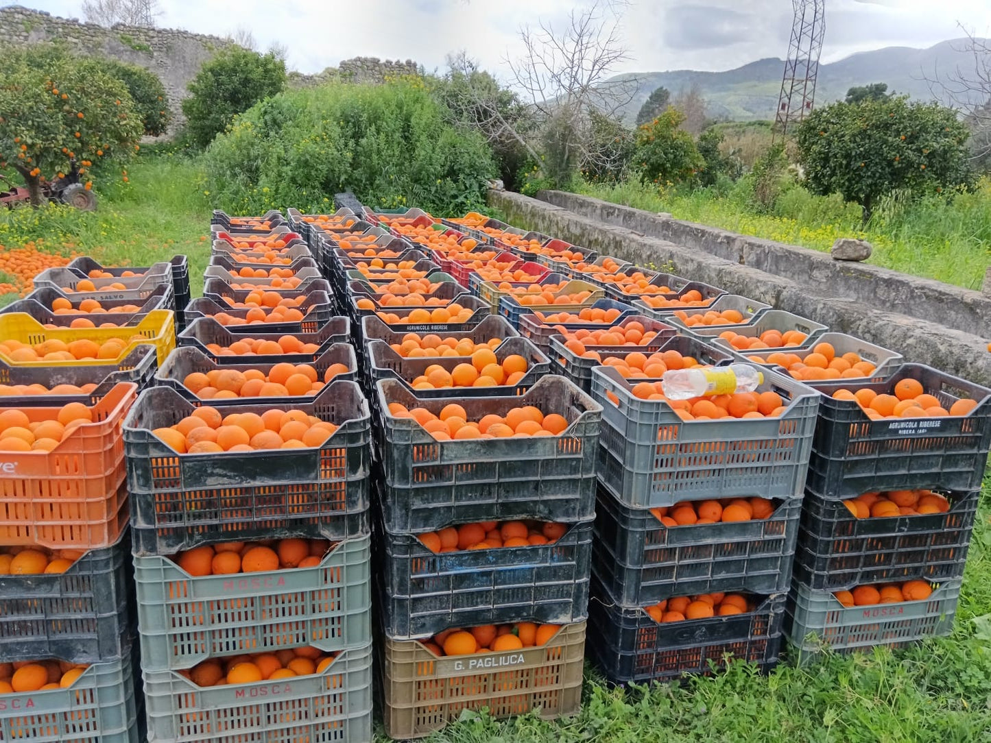 Arance Navel Biologiche