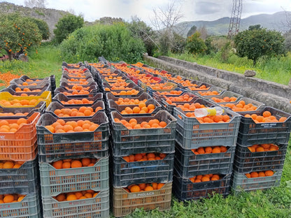 Arance Navel Biologiche