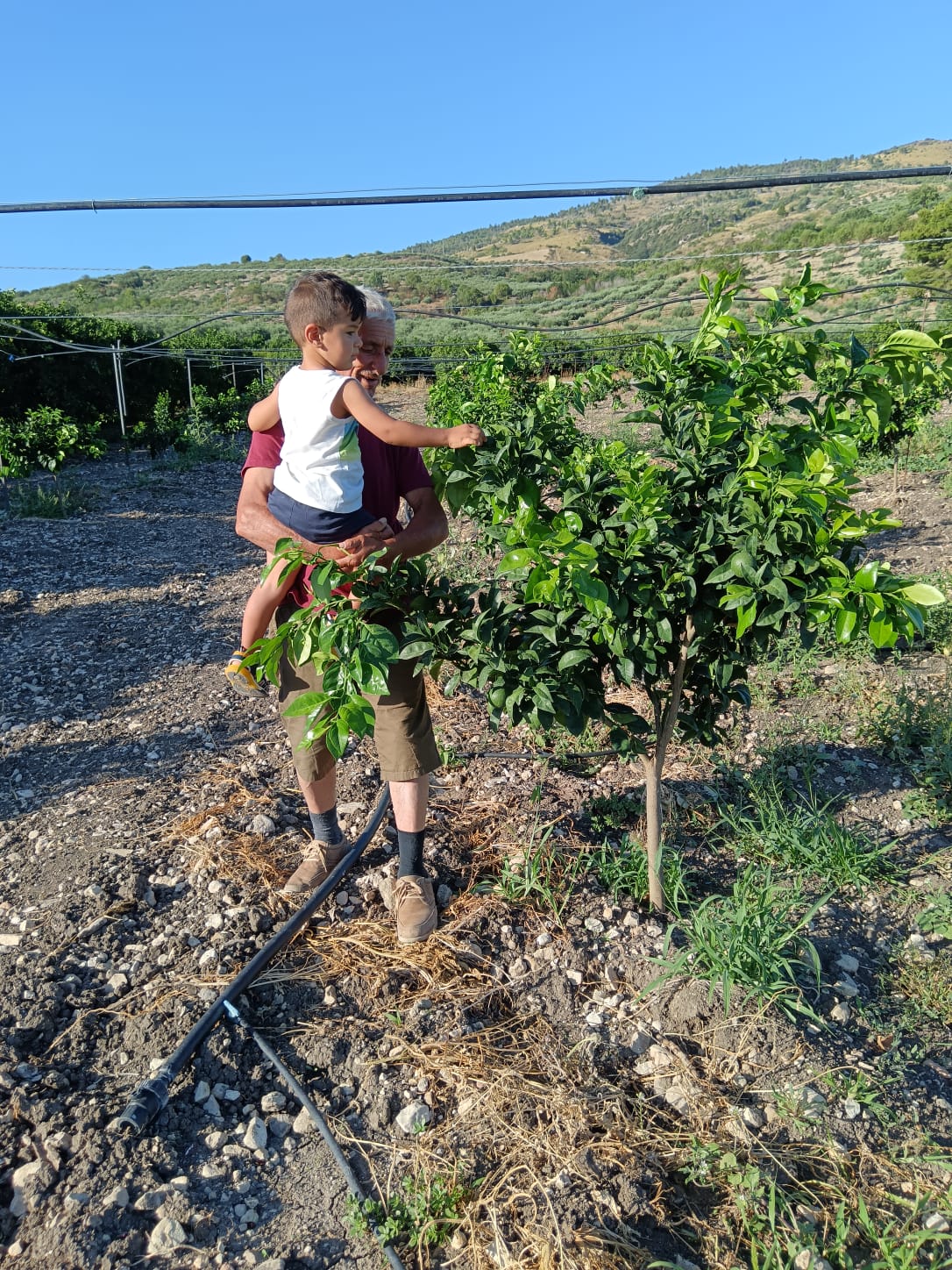 Arance Navel Biologiche