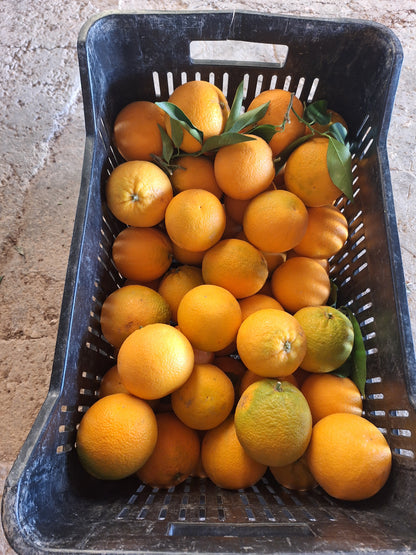 Arance Vaniglia biologiche