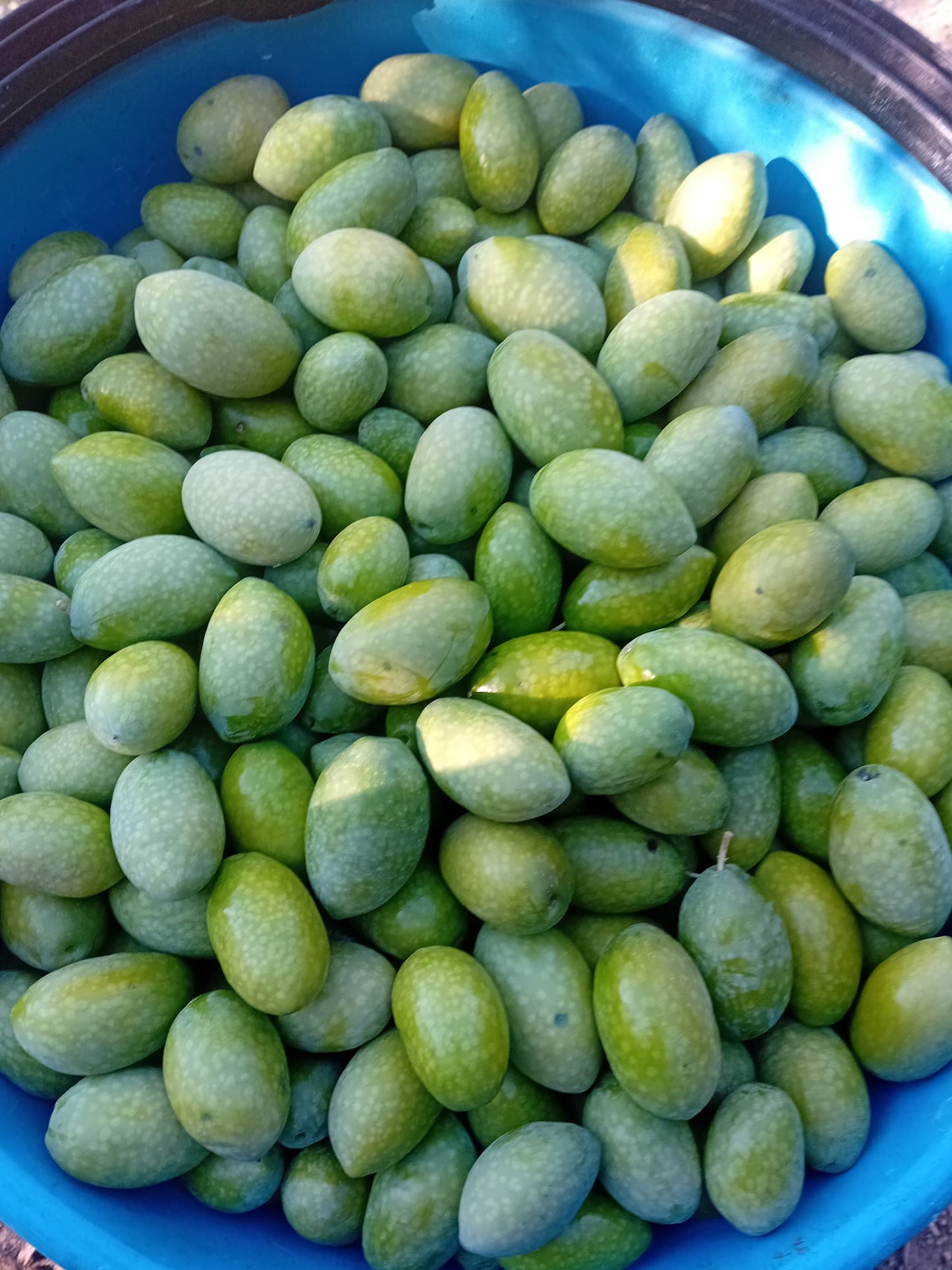 Latta di Olio extra vergine di oliva bio