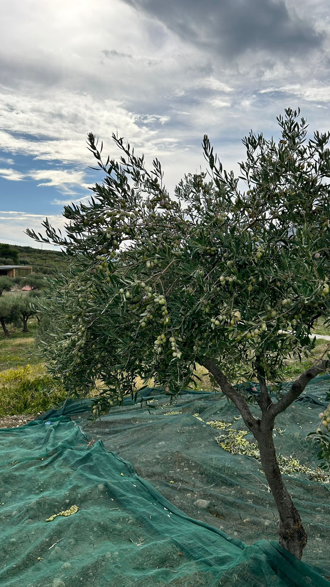 Bottiglia Olio extra vergine di oliva bio